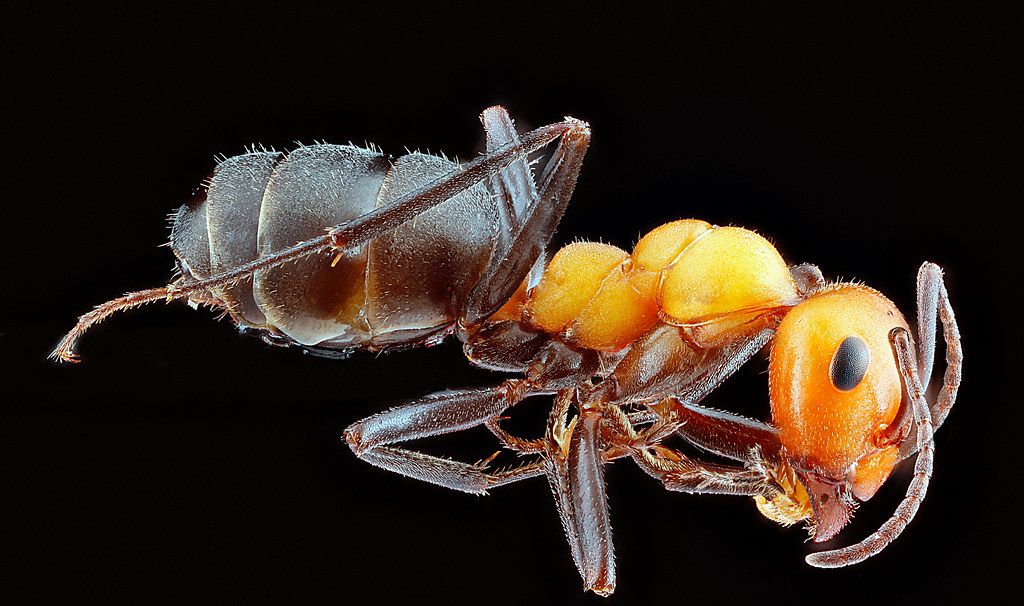 Ant Control service in Dalton, GA