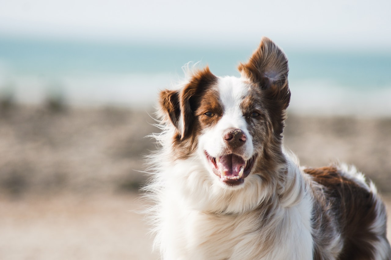 Flea & Tick Control service in Dalton, GA