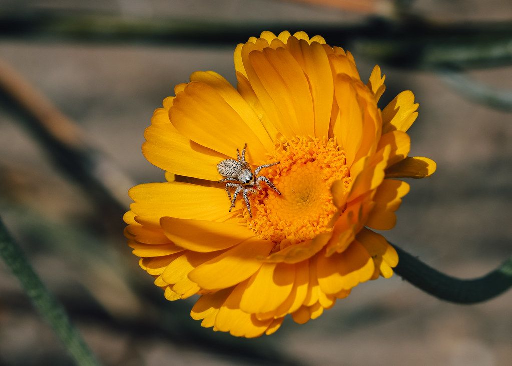 Spider Control service in Dalton, GA